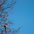 Ara im Baum, blauer wolkenloser Himmel