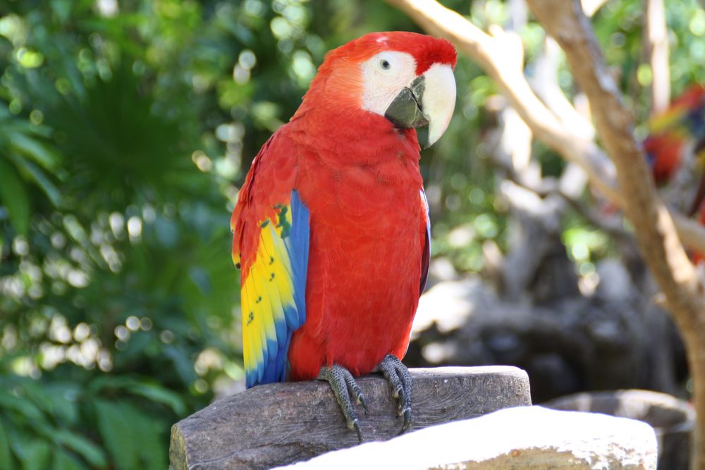 Ara im Ecopark Xcaret