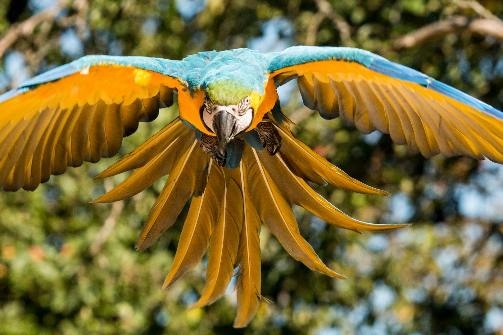 Ara im Freiflug