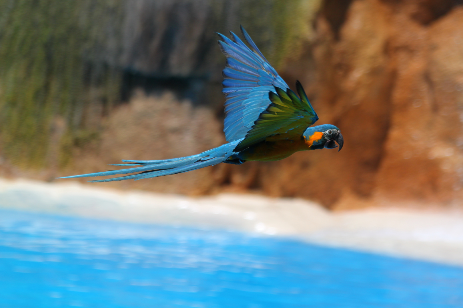 Ara im Loro Parque