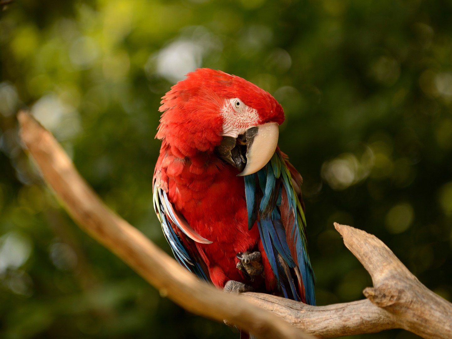 Ara im Zoo Linz an der Donau