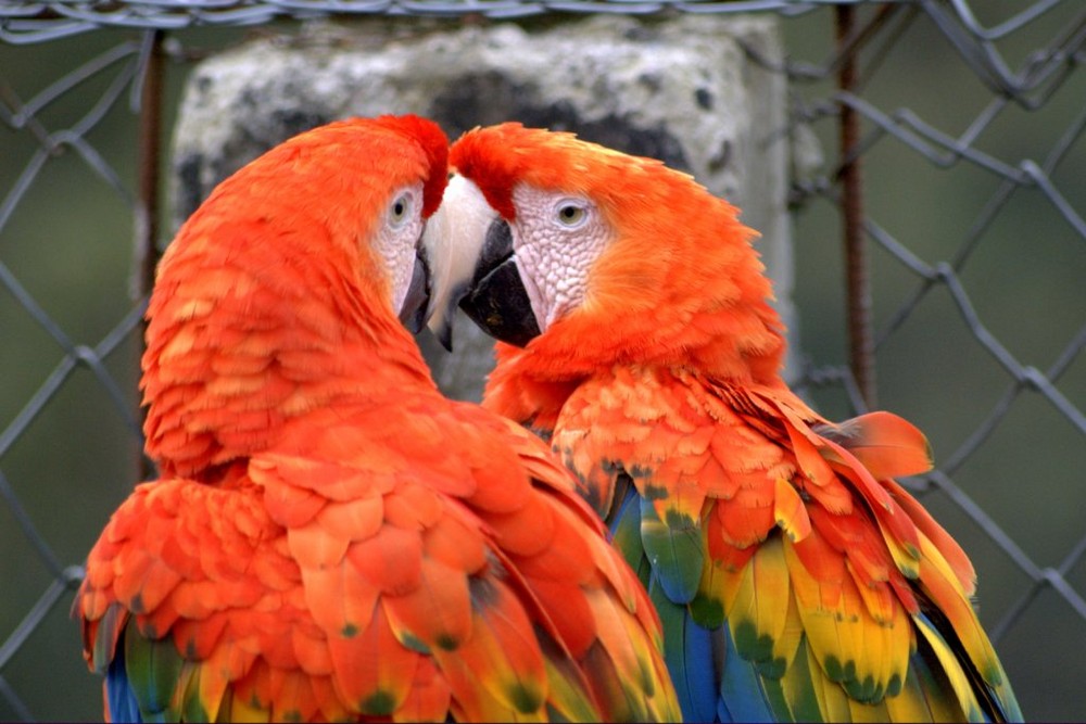 Ara macao Guacamayo Escarlata