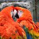 Ara macao Guacamayo Escarlata