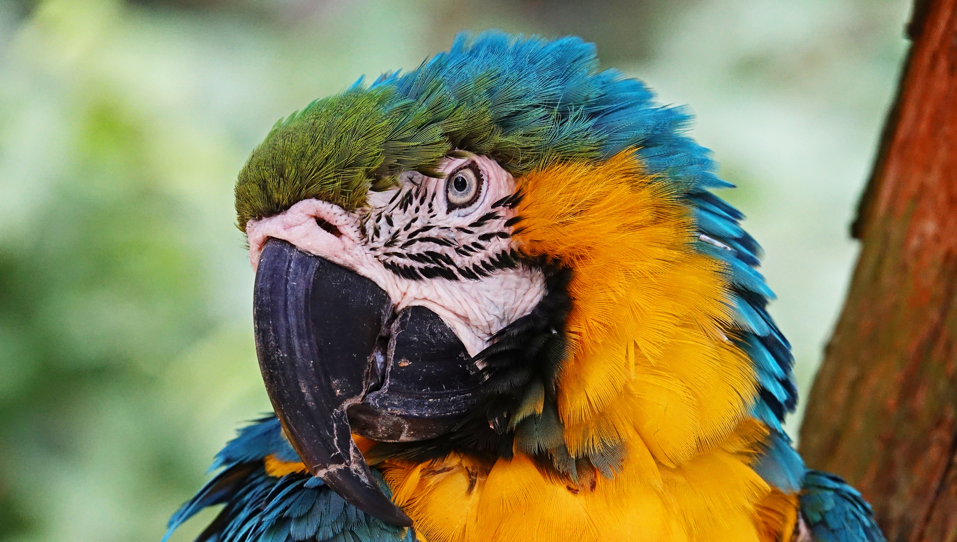 Ara Papagei Foto & Bild natur, tiere, vögel Bilder auf