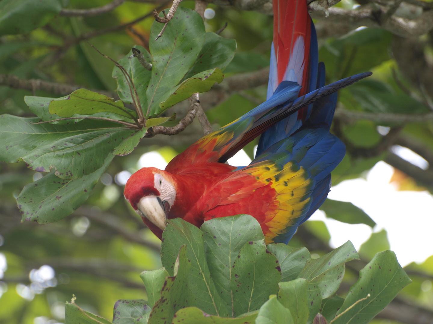 Ara Papagei in Natur- Costa Rica