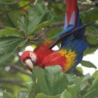Ara Papagei in Natur- Costa Rica