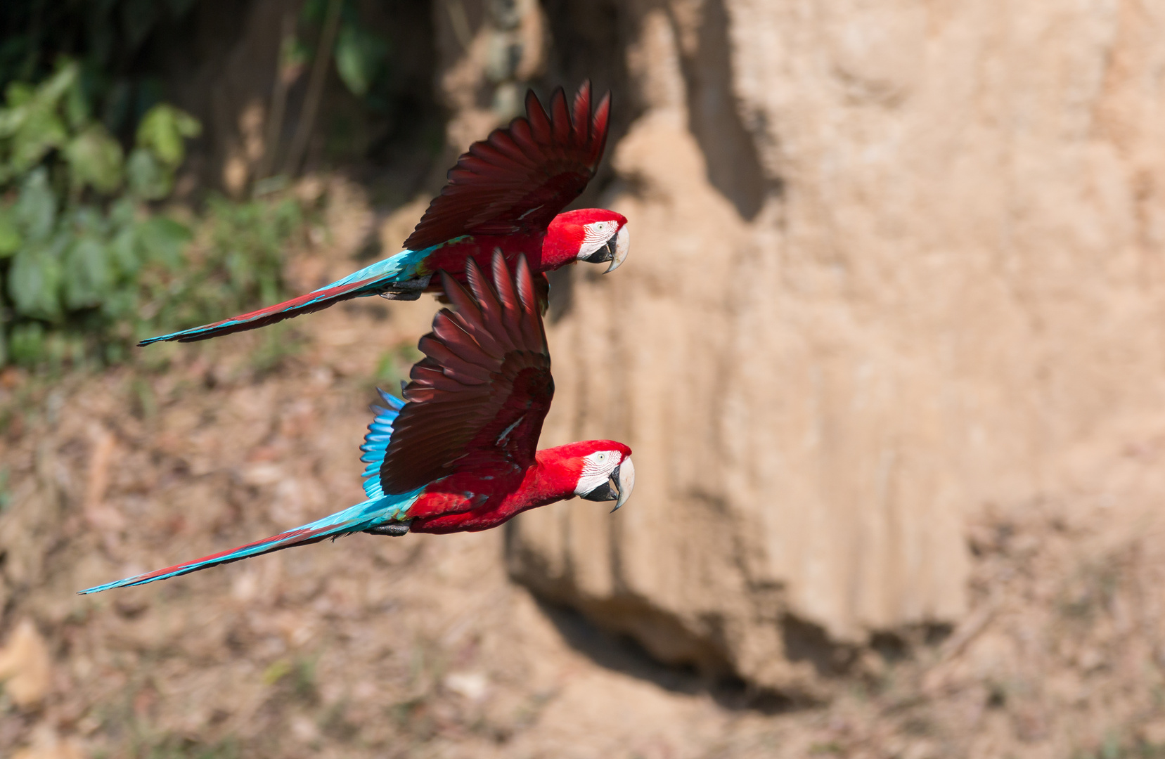 Ara-Patrouille 