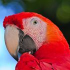 Ara (Psittacidae) in Honduras