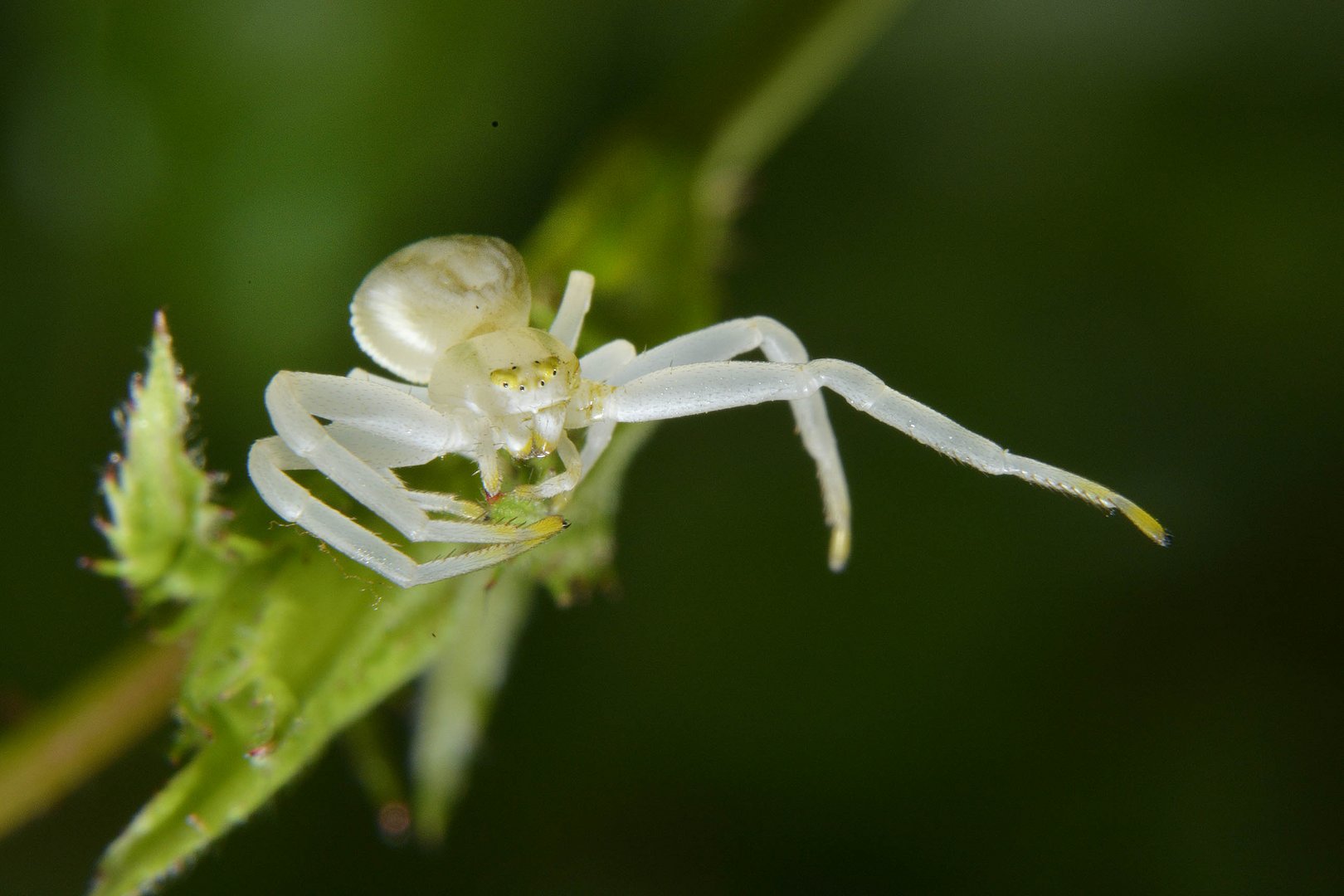 Araña 01