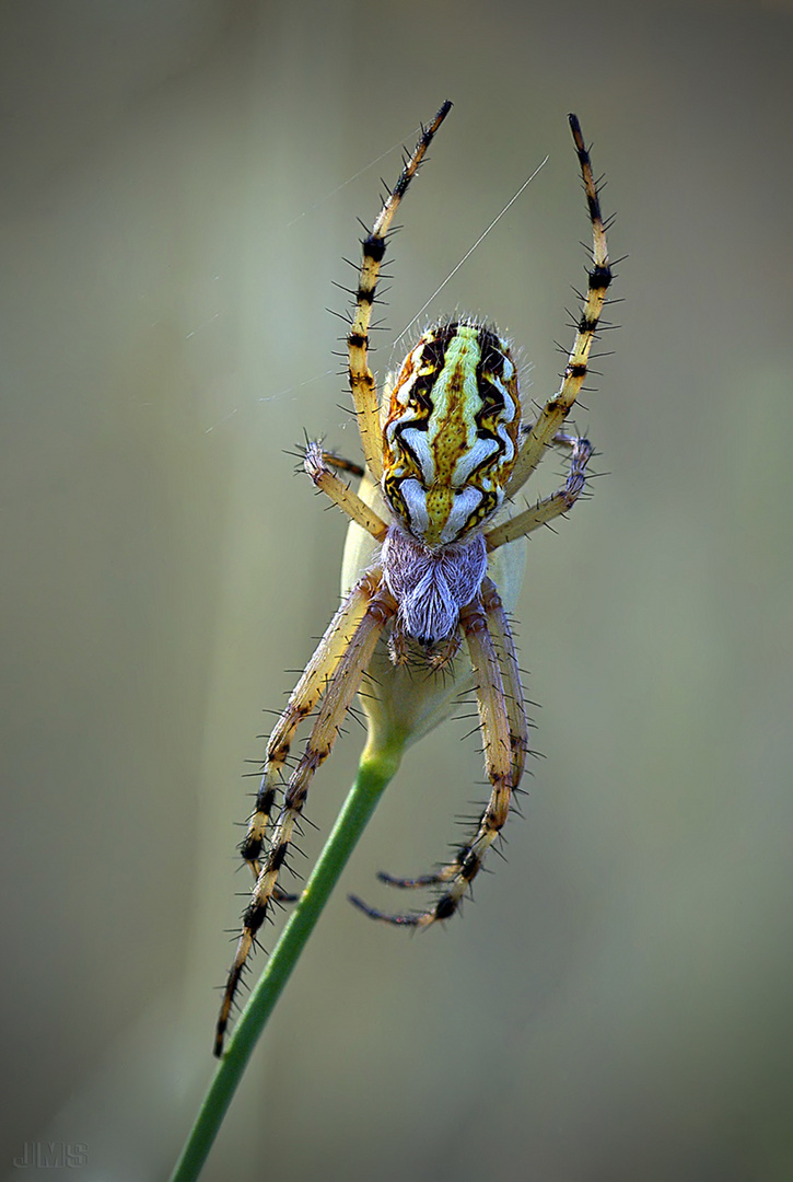 ARAÑA