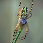 ARAÑA