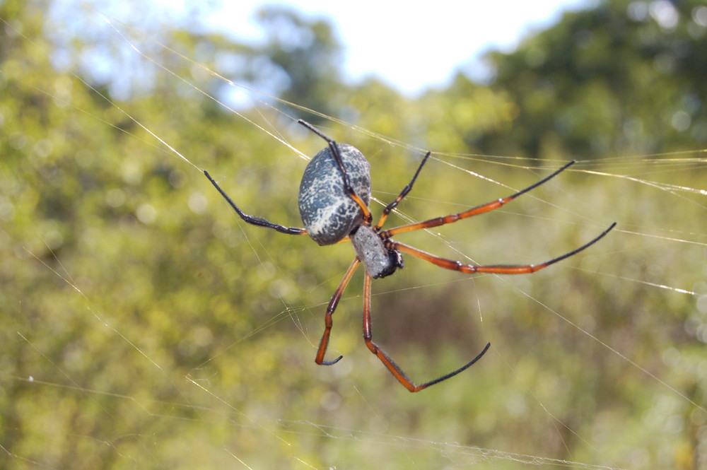 araña