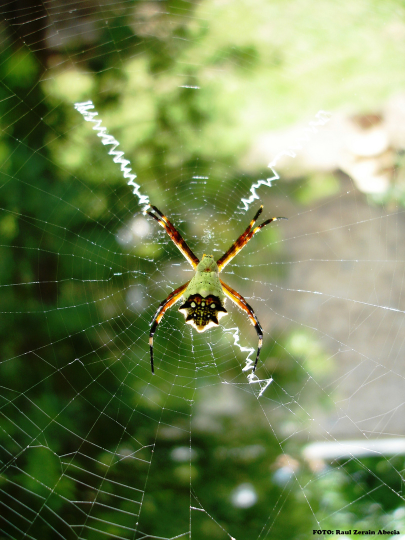 Araña