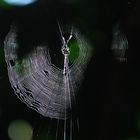 Araña