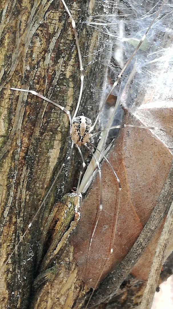 Araña