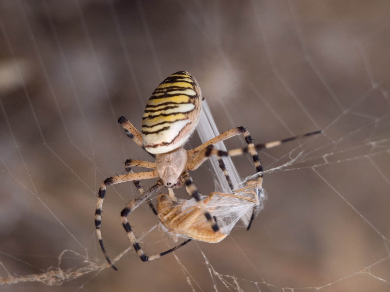 Araña