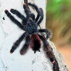 Araña