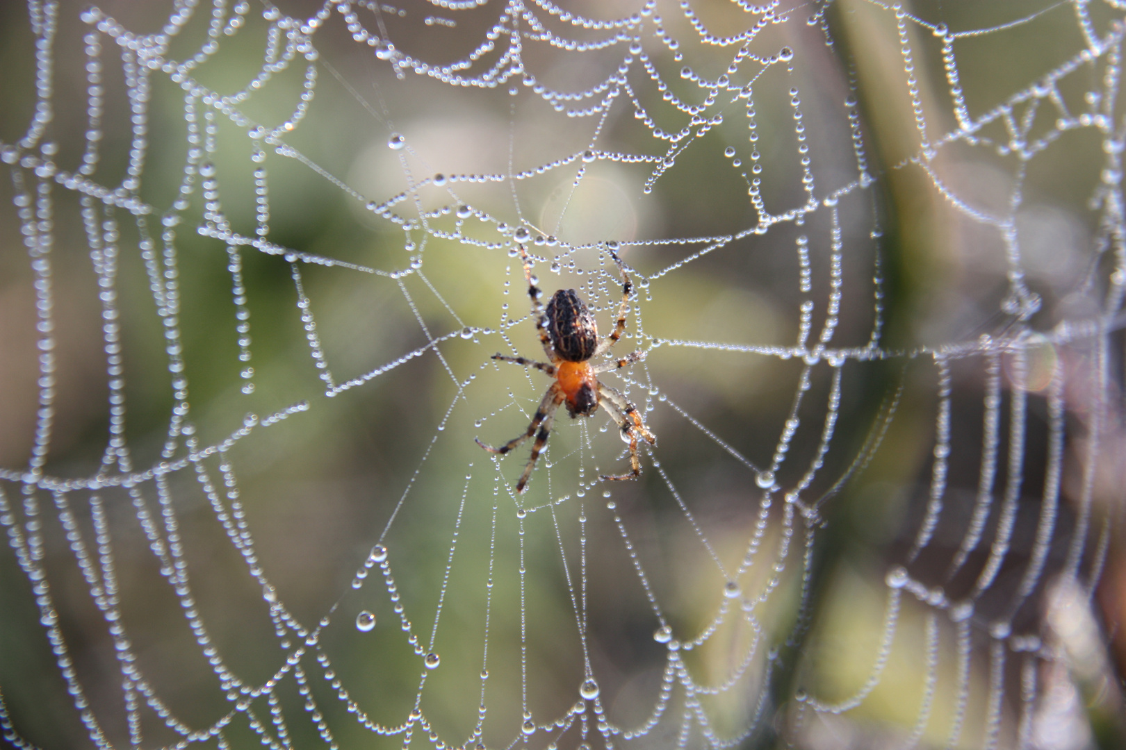 Araña