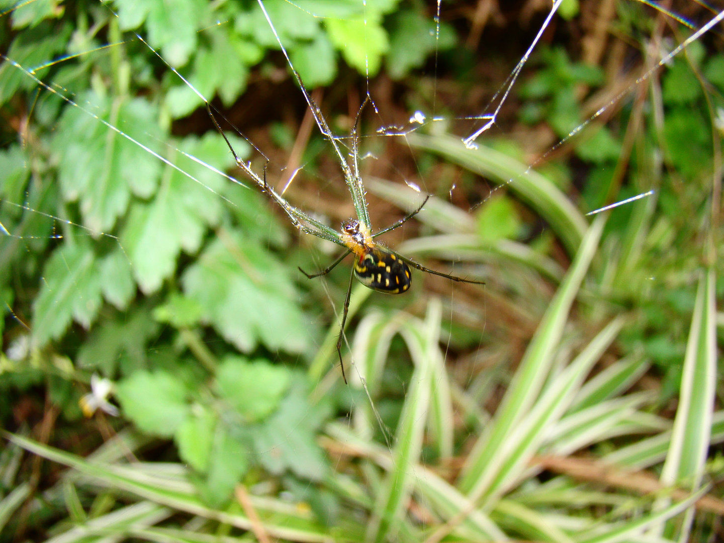 araña