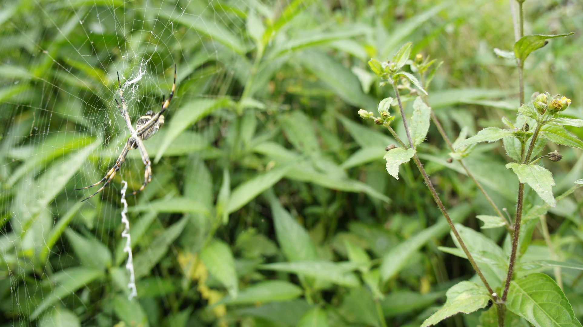 ARAÑA