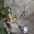 araña