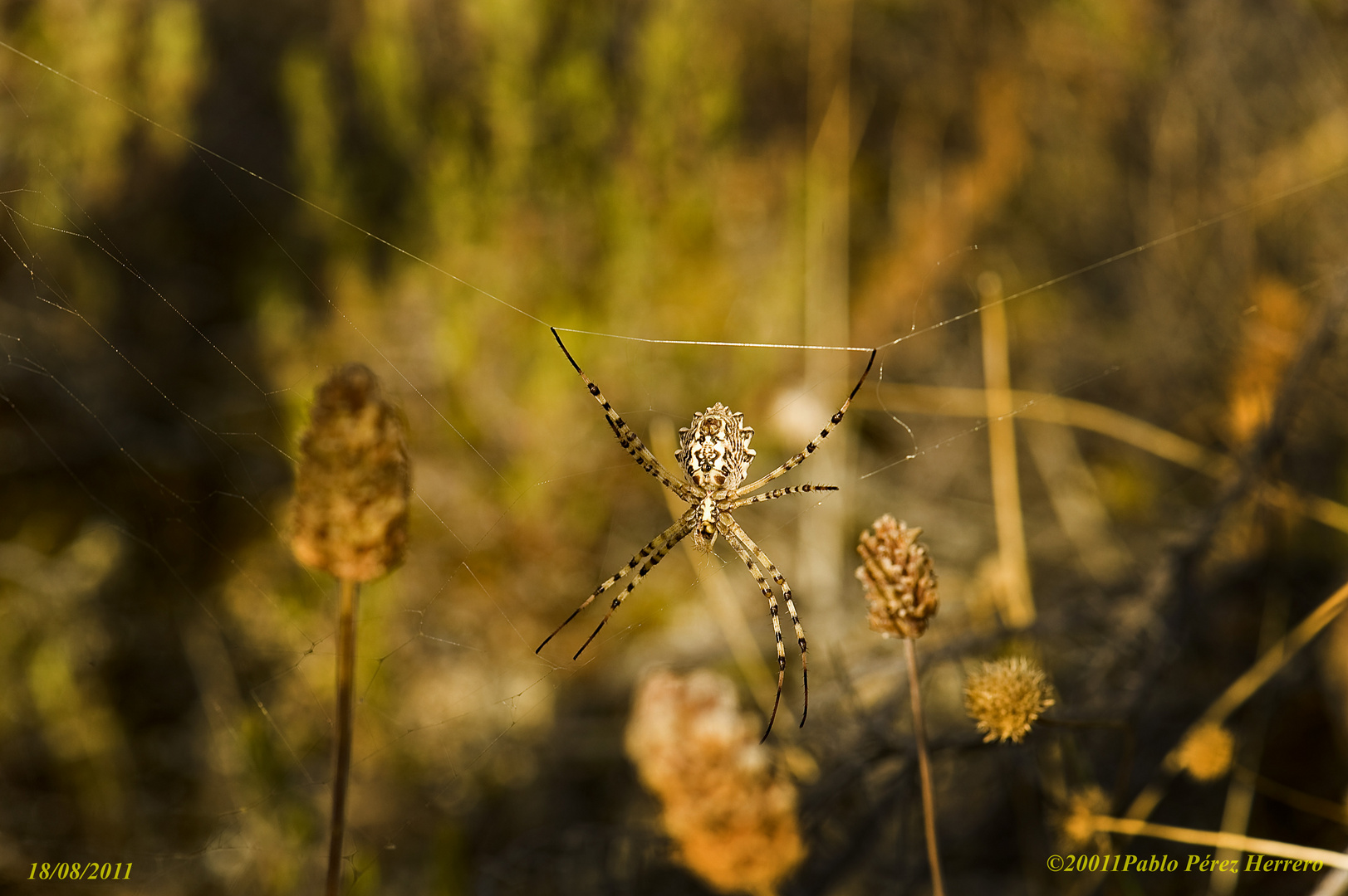 Araña