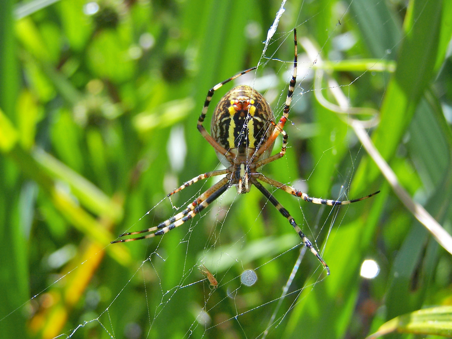 Araña