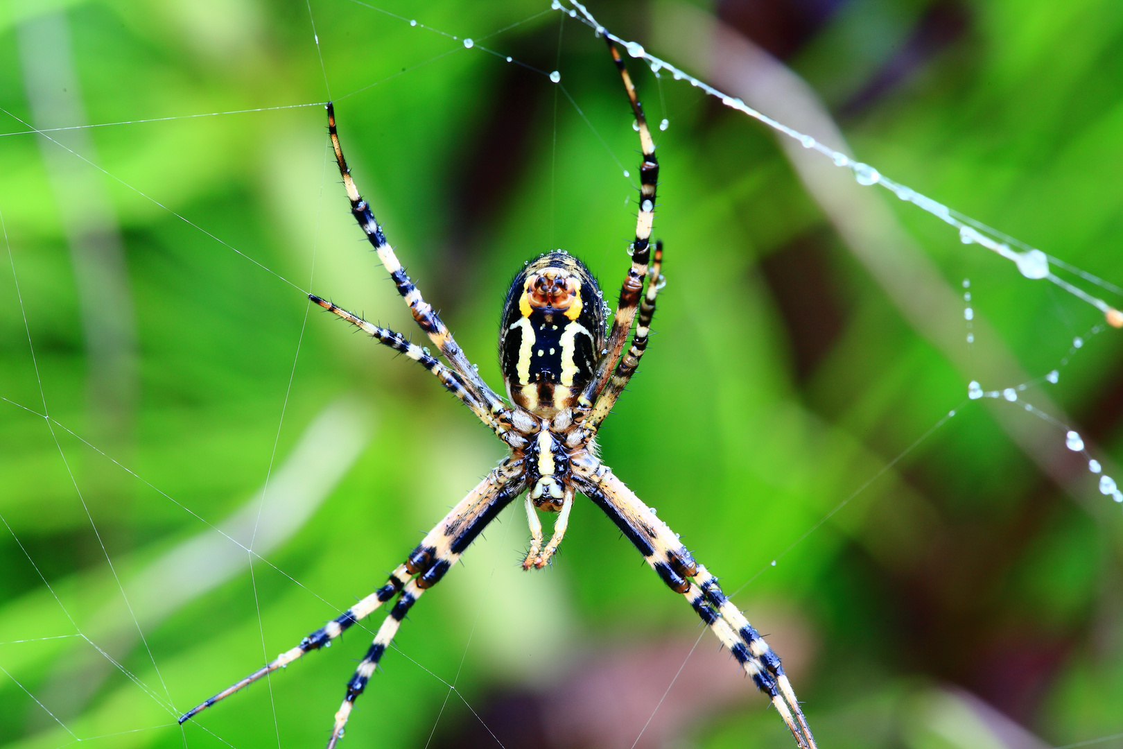 araña