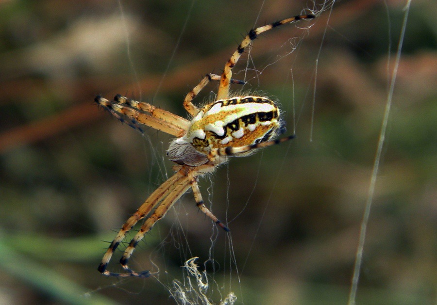 araña