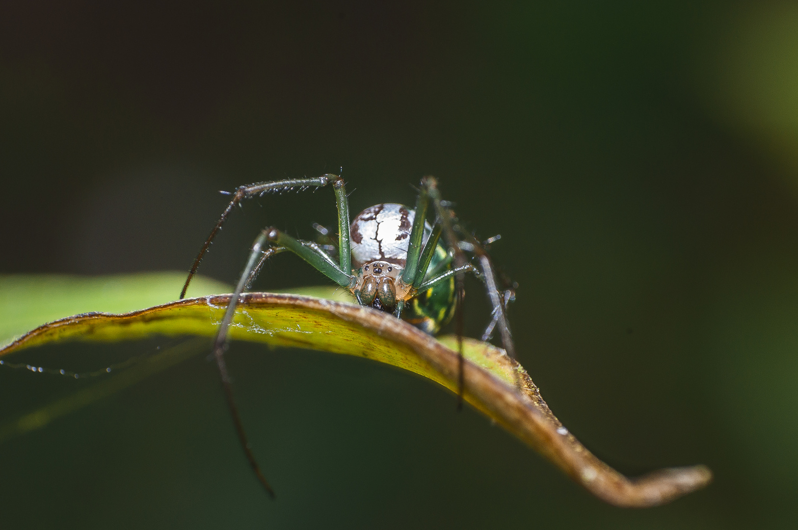 Araña