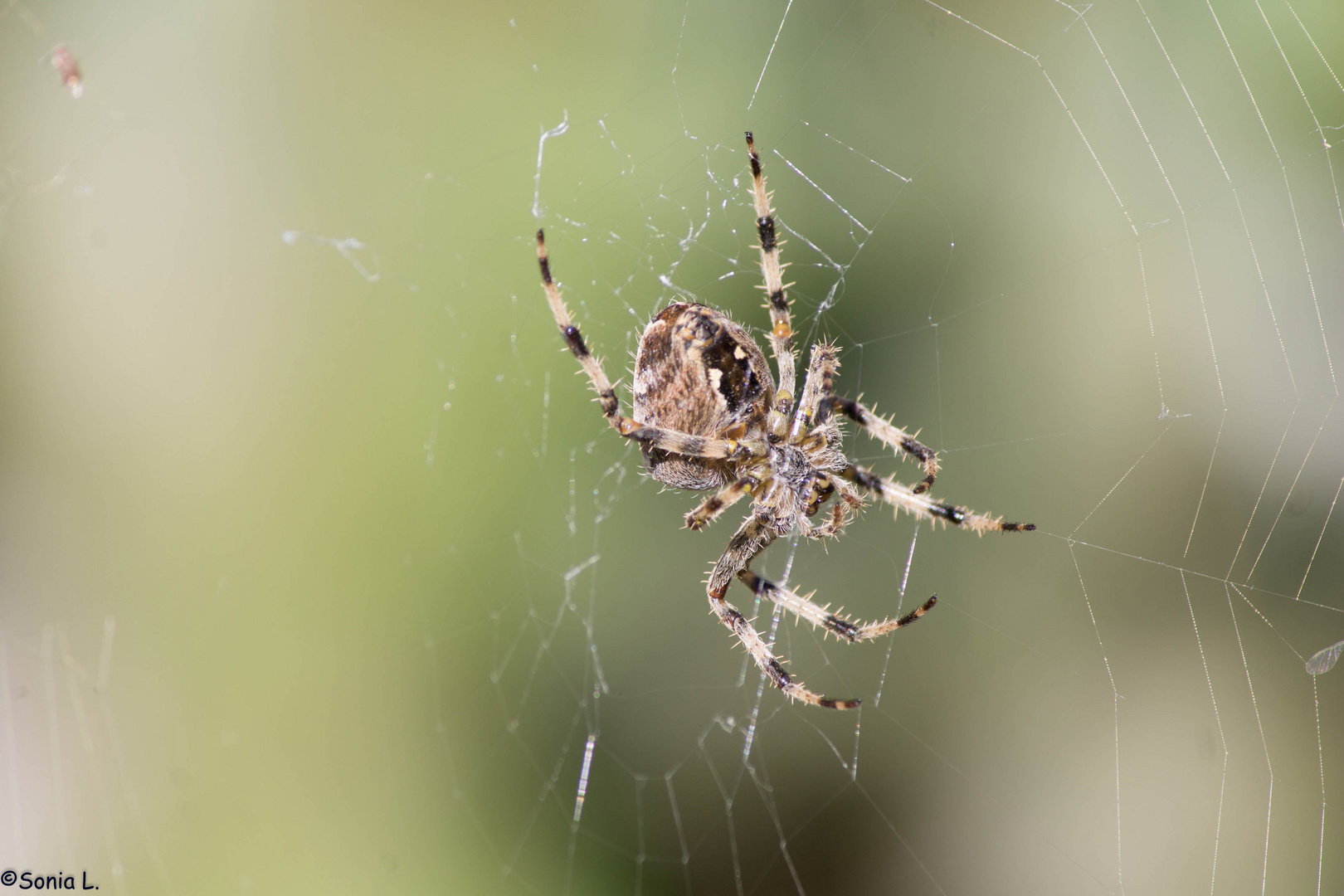 Araña.