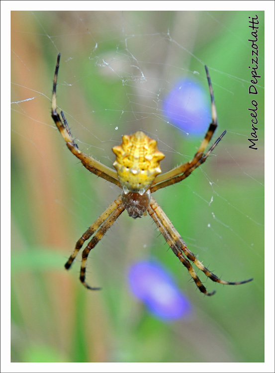 Araña Amarilla