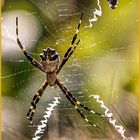 Araña Argentata