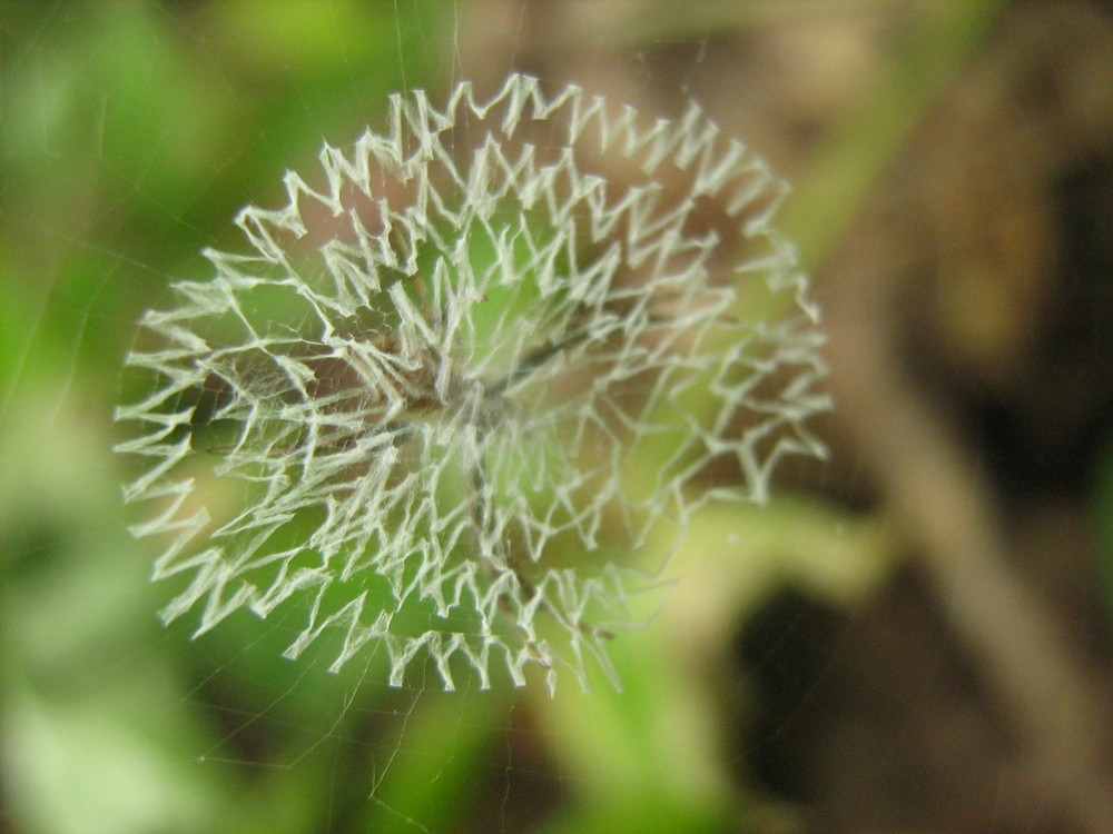 ARAÑA ATRAPADA