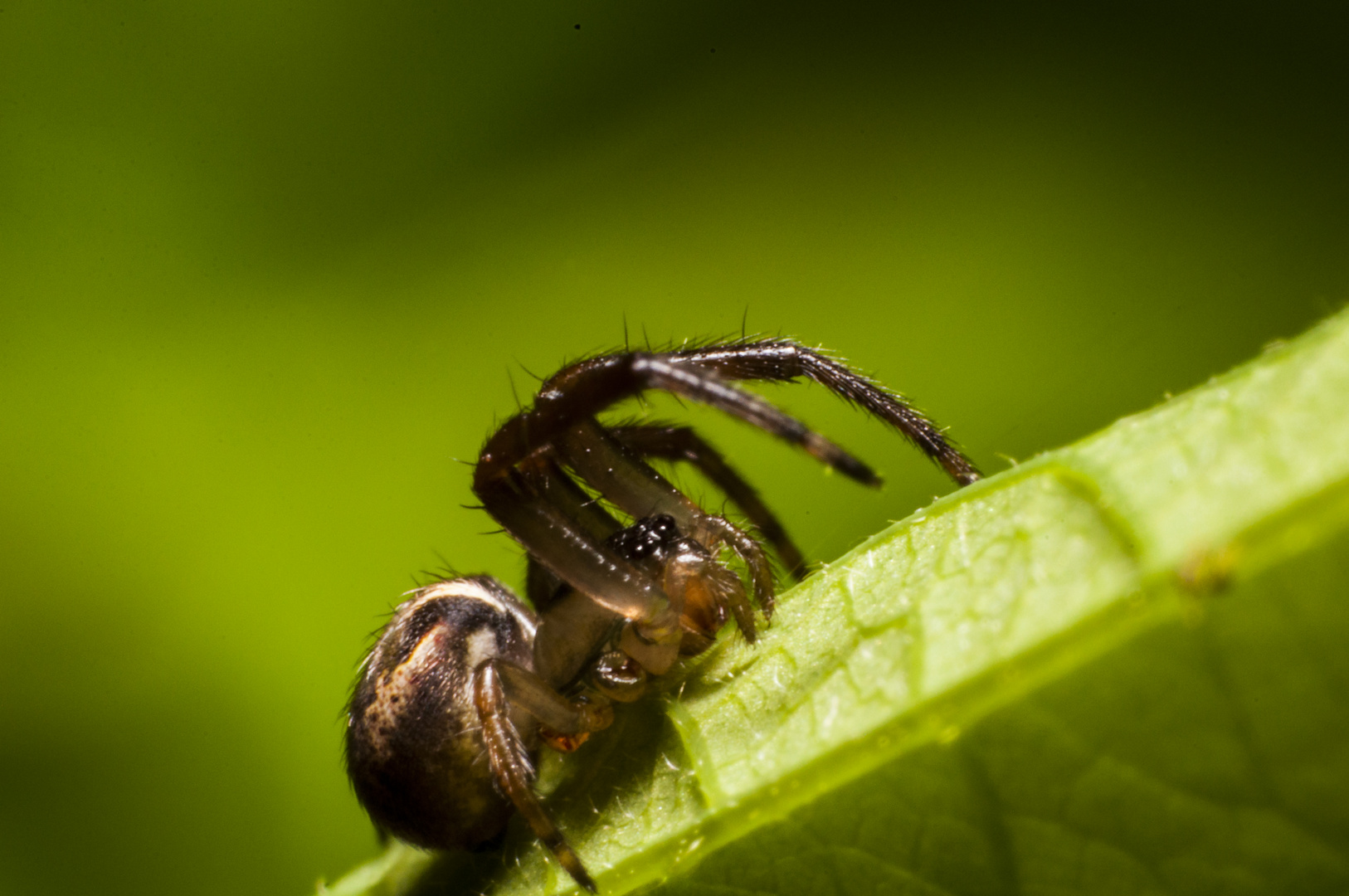 Araña australiana