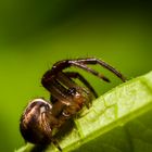 Araña australiana