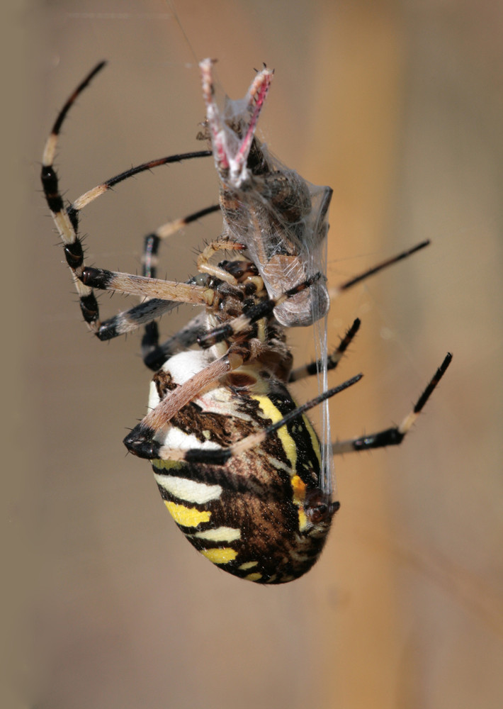 Araña avispa