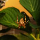 araña