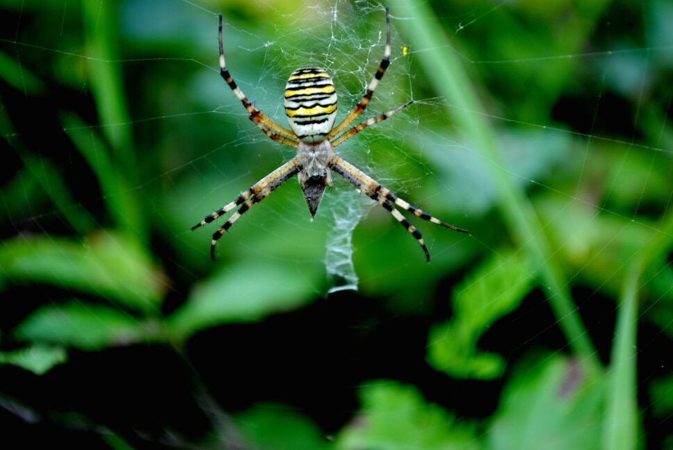 Araña de Oihane37 