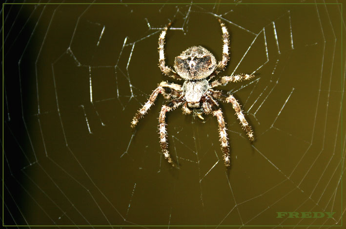 ARAÑA