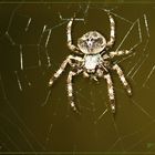 ARAÑA