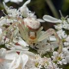 Araña Blanca