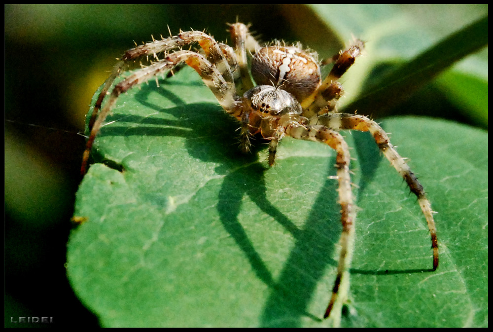 Araña