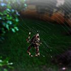 araña