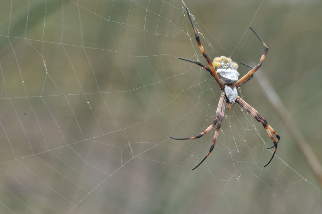 Araña Calavera