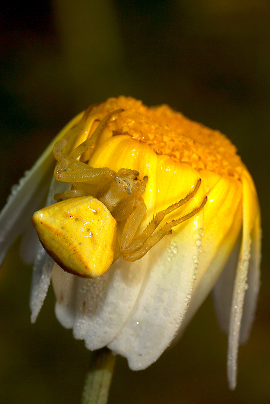 araña cangrejo