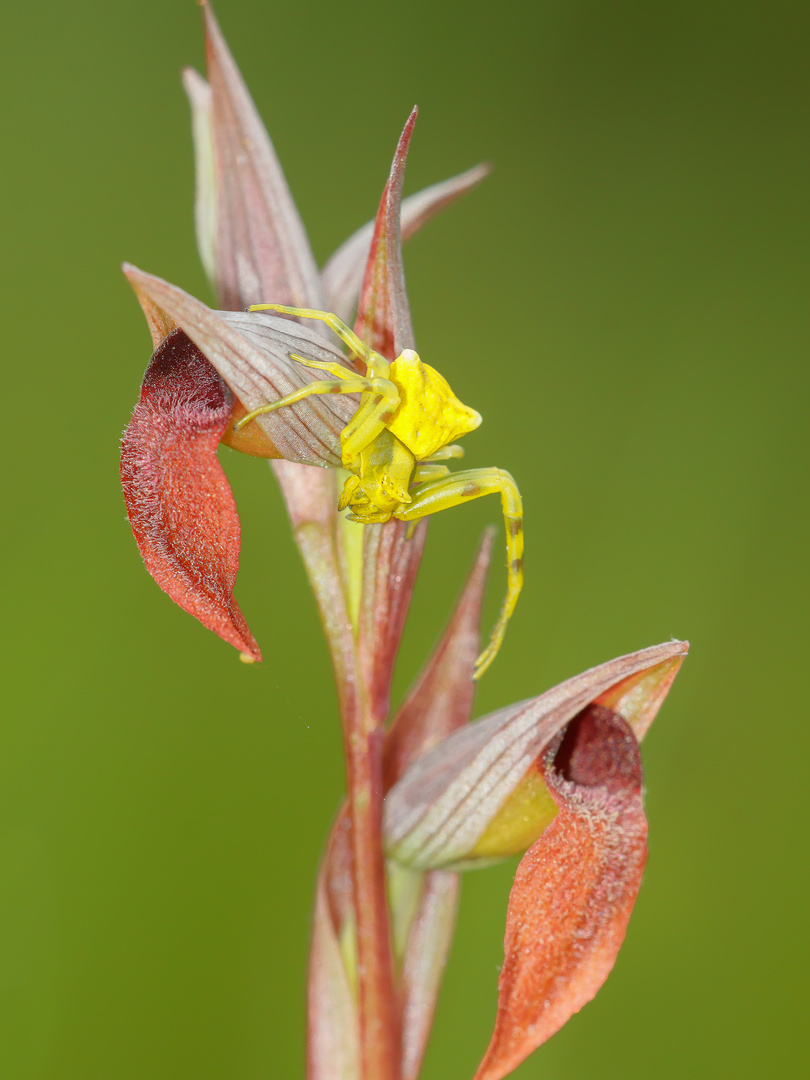 ARAÑA CANGREJO