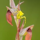 ARAÑA CANGREJO