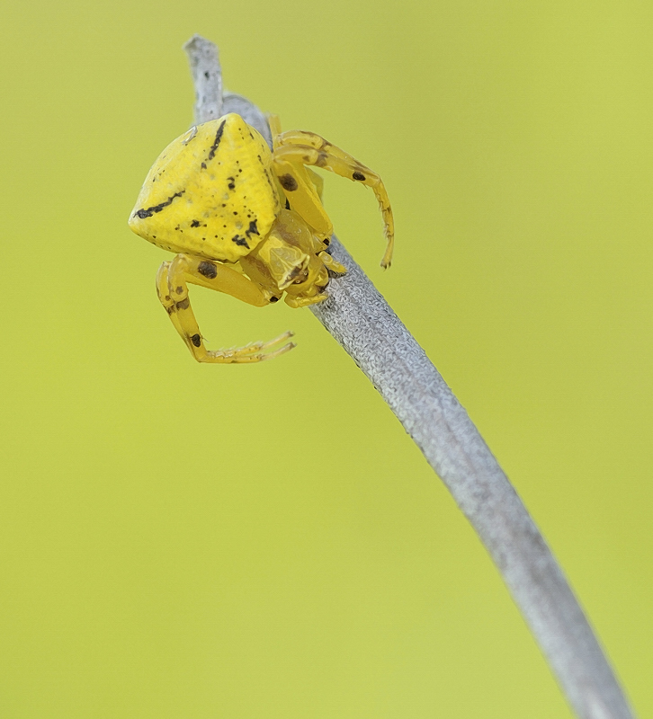 Araña cangrejo