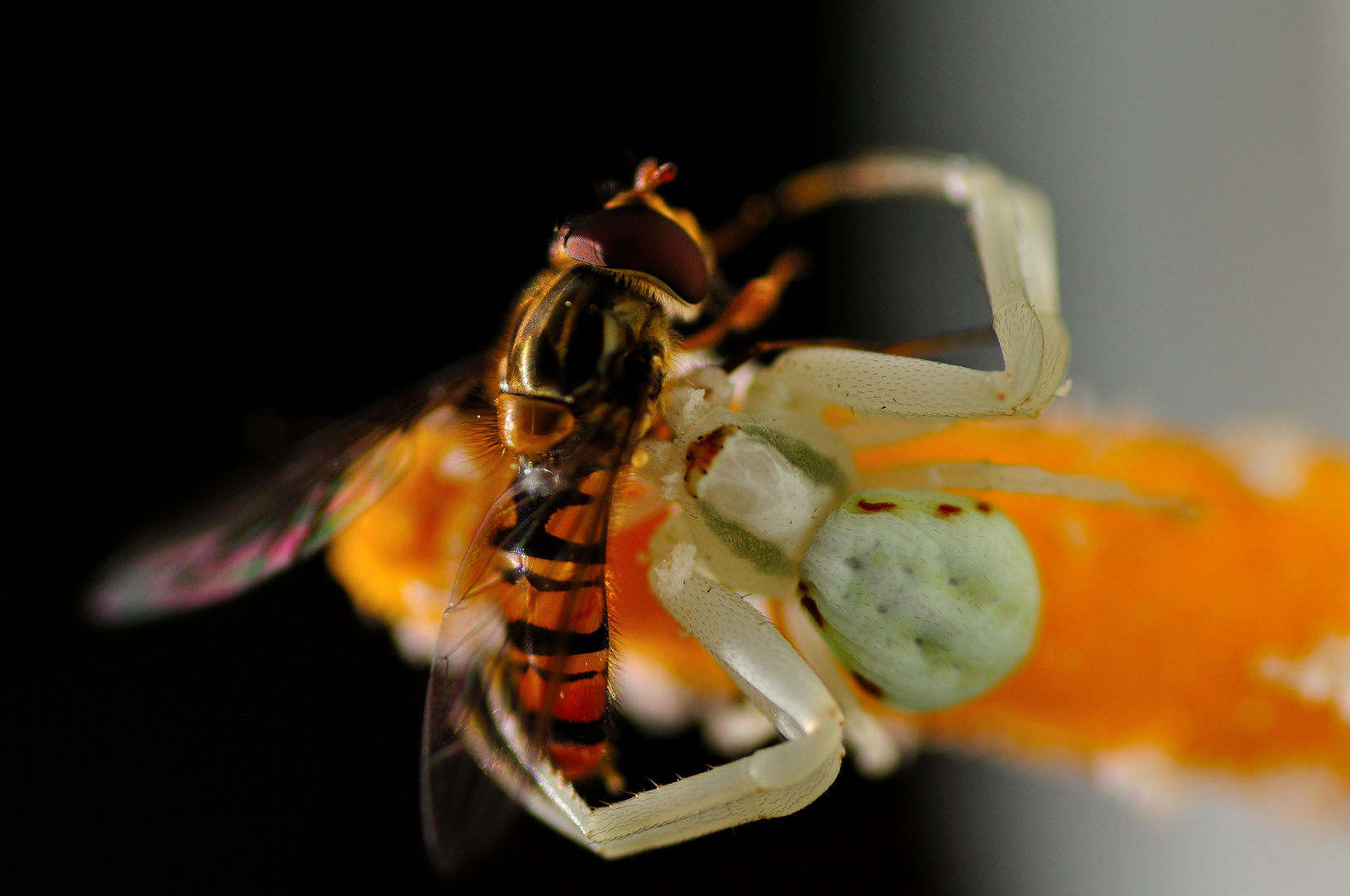 Araña Cangrejo (Misumena Vatia)